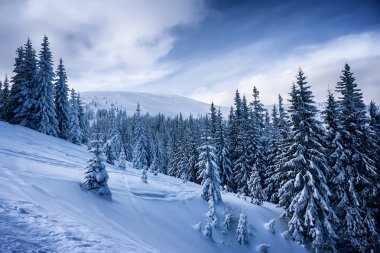 köknar ağacı kar ve mavi bulutlu gökyüzü ile kaplı. doğal kış arka plan