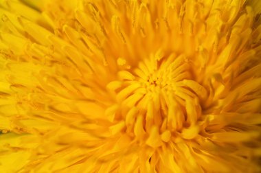 parlak sarı çiçek yakın çekim