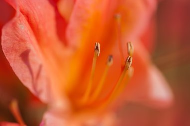 Zambak çiçeği yakın çekim