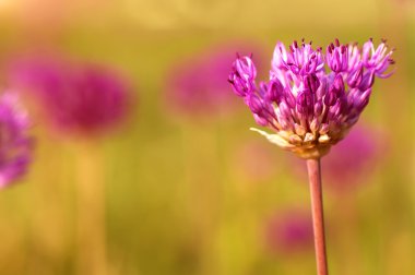 bahar mor alllium çiçekler, doğal soyut yumuşak çiçek b