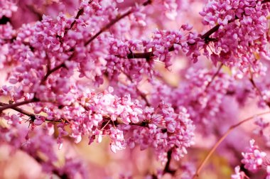 çiçekli ağaç dalı closeup, doğal arka plan bahar