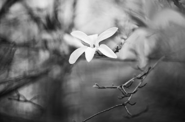 siyah beyaz resim. yakın çekim manolya çiçeği. doğal bahar