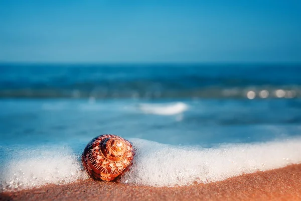 Exotic Shell Tropical Beach Sunset Natural Background — Stock Photo, Image