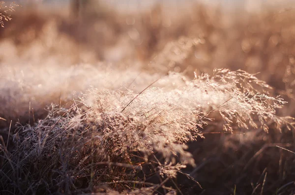 Herbe Automne Lever Soleil Fond Naturel — Photo