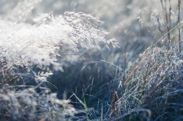 Morgentau Fällt Auf Das Gras Natürlicher Hintergrund — Stockfoto