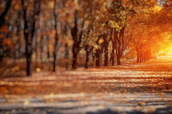 Jesienna Aleja Opadłymi Liśćmi — Zdjęcie stockowe