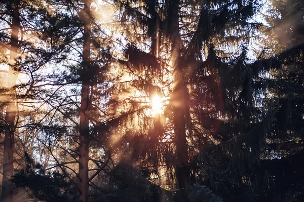 Zonlicht Streamen Door Bomen Takken Het Bos Earl — Stockfoto