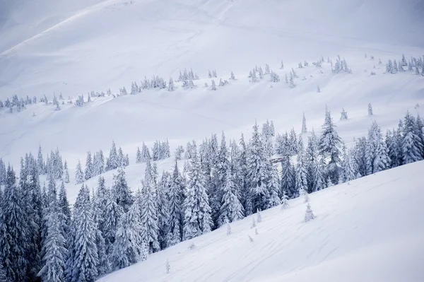 Dağ Tepesinde Karla Kaplı Ağaçlar Doğal Kış Backgrou — Stok fotoğraf