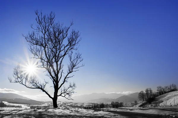 Baumsilhouette Ländlichen Feld Und Blauem Himmel Natürlicher Winterbac — Stockfoto