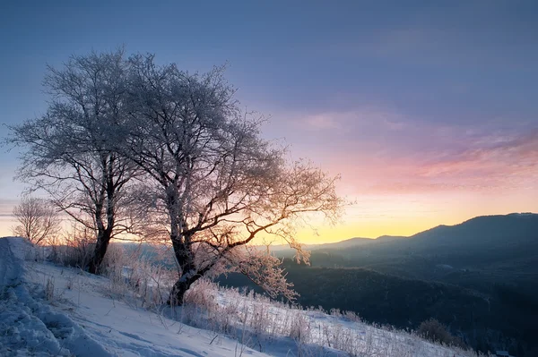 Strom Pokrytý Mrazem Výhledem Východ Slunce Přírodní Wint — Stock fotografie
