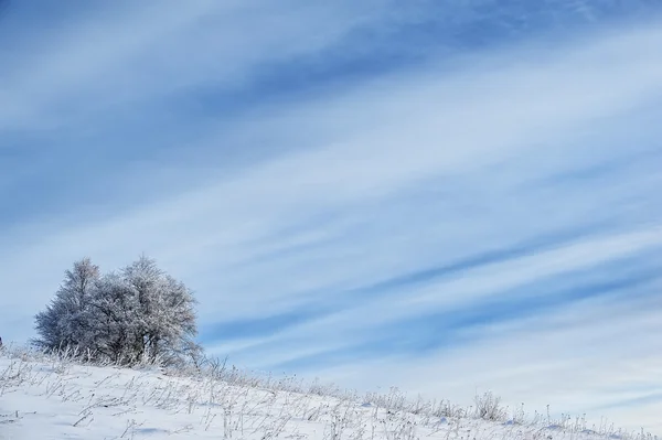 Tree Covered Frost Rural Field Blue Cloudy Sky Natura — Stock Photo, Image