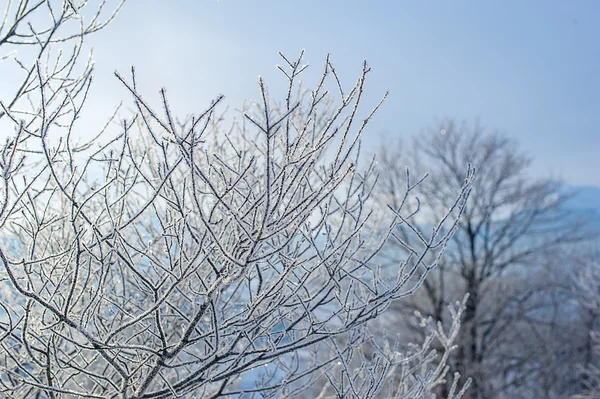 Tree Branches Covered Snow Frost Natural Winter Backgrou — Stock Photo, Image