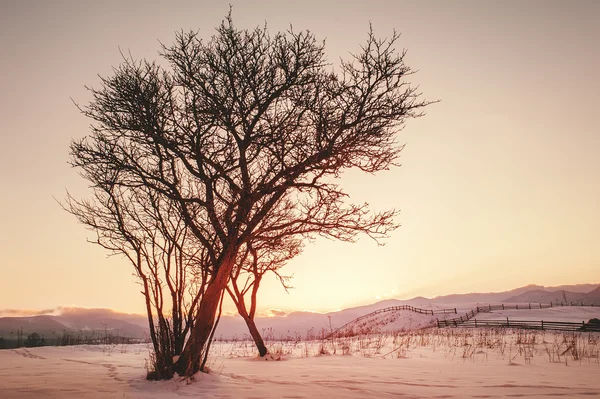 Σιλουέτα Του Δέντρου Στο Ηλιοβασίλεμα Φυσικό Χειμώνα Εκλεκτής Ποιότητας Φόντο — Φωτογραφία Αρχείου