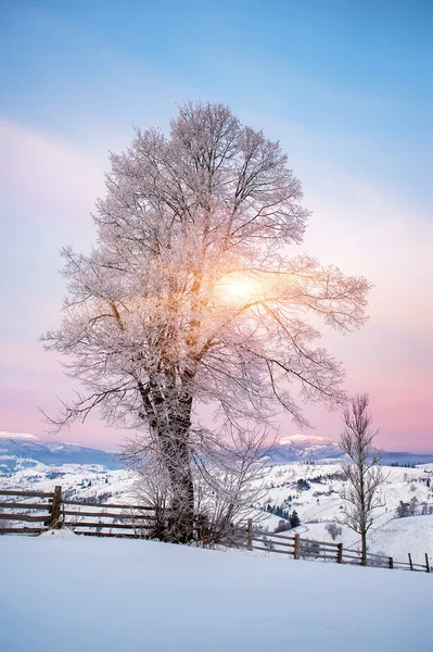 Δέντρο Που Καλύπτεται Από Πάγο Και Θέα Στο Βουνό Την — Φωτογραφία Αρχείου