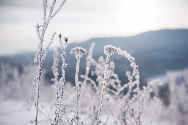 Nahaufnahme Von Gras Auf Feld Mit Schnee — Stockfoto