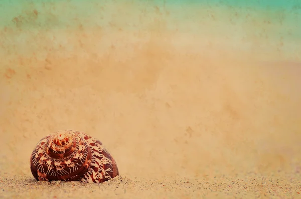 Guscio Primo Piano Sulla Spiaggia Sabbia Sfondo Estivo Vintage Naturale — Foto Stock