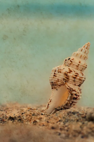 Primo Piano Conchiglia Tropicale Sulla Spiaggia Sabbia Soleggiata Naturale Estate — Foto Stock