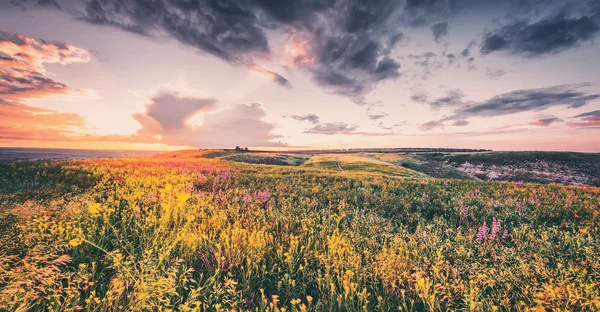 Prachtige Lente Zomer Geplaatst Met Bloemen Zonsondergang Natuurlijke Achtergrond — Stockfoto