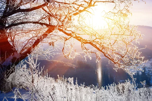 Rural Winter Road Trees Covered Frost Natural Winter Background — Stock Photo, Image