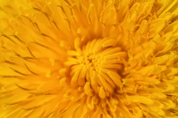 特写镜头黄色蒲公英花与软聚焦效果 — 图库照片