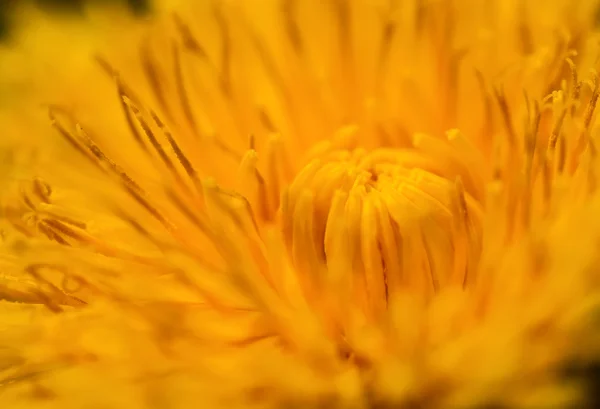 Крупный План Желтый Цветок Одуванчика Мягким Эффектом Фокусировки — стоковое фото