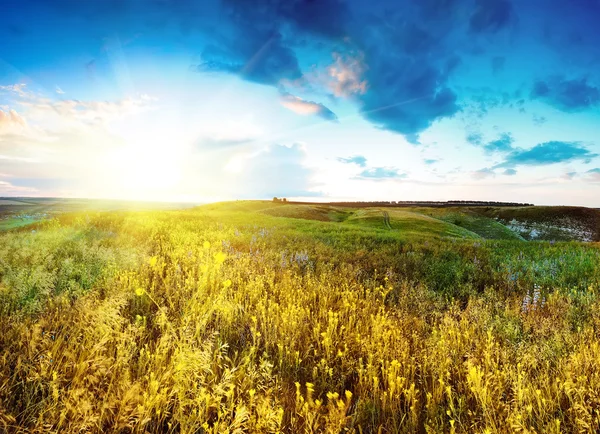 Hermoso Paisaje Primavera Con Sol Flores —  Fotos de Stock