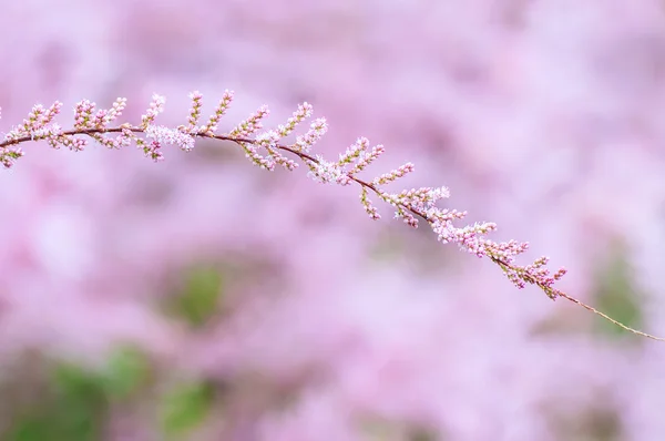 美丽的春天的花朵的特写 — 图库照片