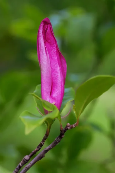 Close Lilac Magnolia Flower — Stock Photo, Image