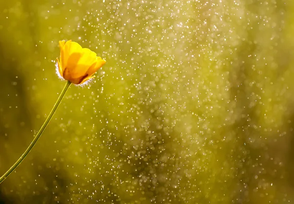 Närbild Gul Blomma Suddig Natur Bakgrund — Stockfoto