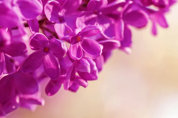 Closeup Paars Lila Bloemen Natuurlijke Abstracte Zachte Floral Backround — Stockfoto