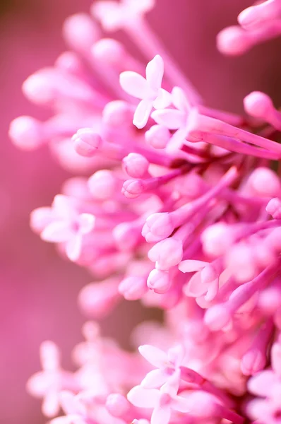 Closeup Fialové Lila Květy Přírodní Abstraktní Jemné Květinové Pozadí — Stock fotografie