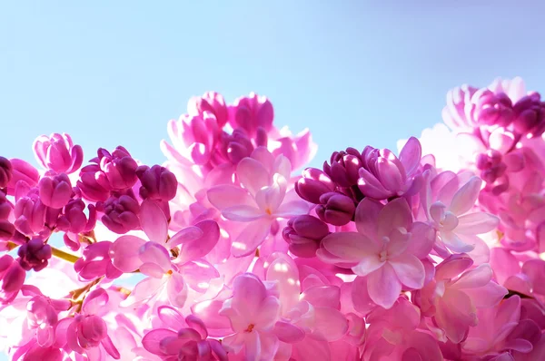 Lente Lila Bloemen Natuurlijke Abstracte Zachte Floral Achtergrond — Stockfoto