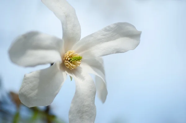 Flor Magnolia Primer Plano Blanco Primavera Natural Verano Floral —  Fotos de Stock