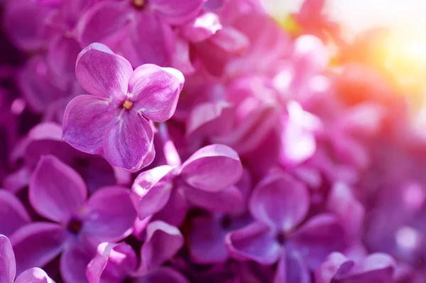 Closeup Violet Voorjaar Lila Bloemen Natuurlijke Bloemen Achtergrond — Stockfoto