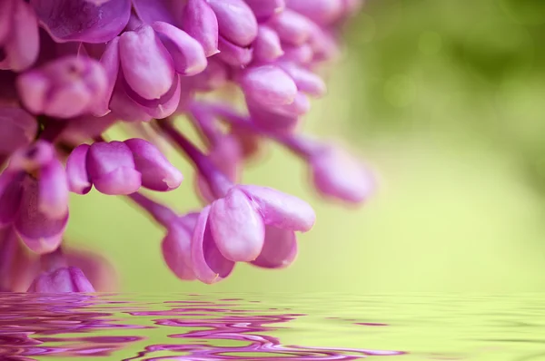 Gros Plan Violet Printemps Lilas Fleurs Fond Floral Naturel — Photo