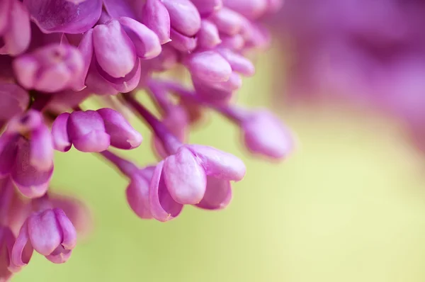 Closeup Λιλά Μοβ Ανοιξιάτικα Λουλούδια Φυσικό Floral Φόντο — Φωτογραφία Αρχείου