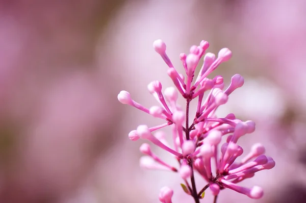 Closeup Λιλά Μοβ Ανοιξιάτικα Λουλούδια Φυσικό Floral Φόντο — Φωτογραφία Αρχείου