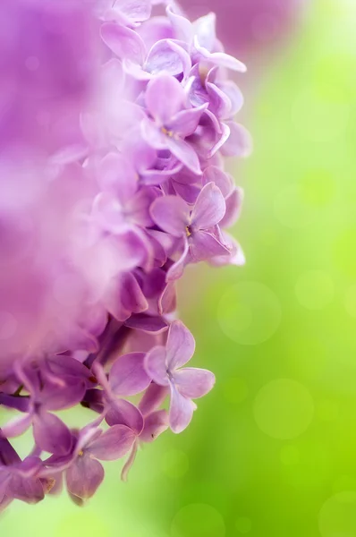 Closeup Violet Voorjaar Lila Bloemen Natuurlijke Bloemen Achtergrond — Stockfoto