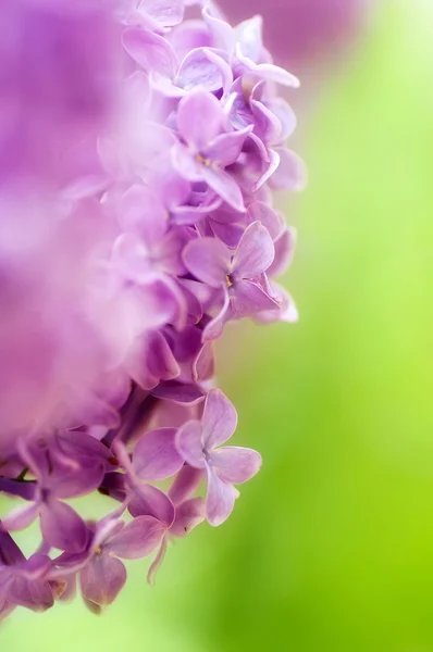 Closeup Λιλά Μοβ Ανοιξιάτικα Λουλούδια Φυσικό Floral Φόντο — Φωτογραφία Αρχείου
