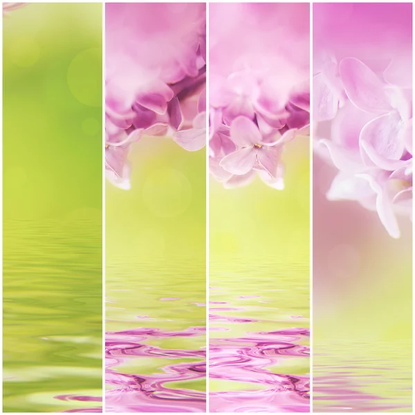 Set Natural Floral Backgrounds Violet Spring Lilac Flowers — Stock Photo, Image