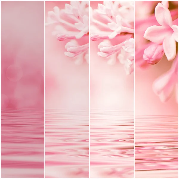 Set Natural Floral Backgrounds Violet Spring Lilac Flowers — Stock Photo, Image