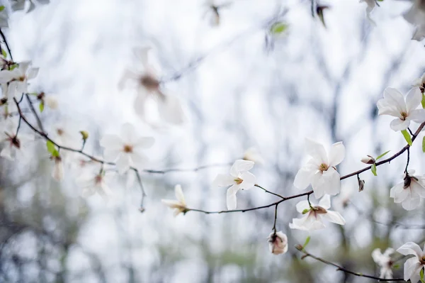 White Closeup Magnolia Flower Natural Spring Summer Floral — Stock Photo, Image