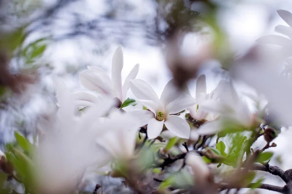 Fiore Magnolia Bianco Primo Piano Primavera Naturale Estate Floreale — Foto Stock