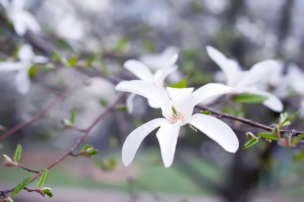 White Closeup Magnolia Flower Natural Vintage Spring Summer — Stock Photo, Image