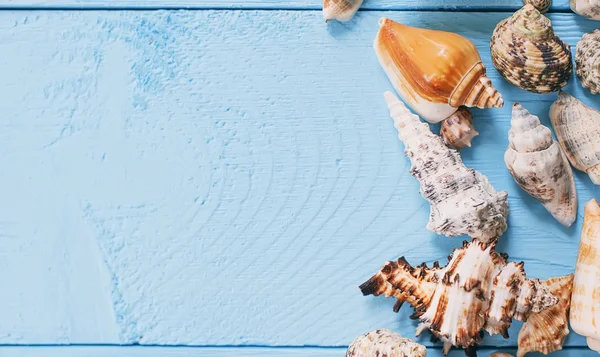 Fondo Verano Conchas Marinas Sobre Fondo Madera Azul —  Fotos de Stock