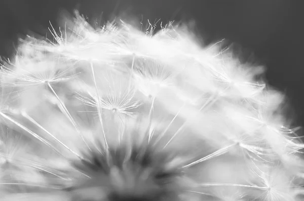 Closeup Dandelion Natural Macro Summer Background Soft Focus — Stock Photo, Image