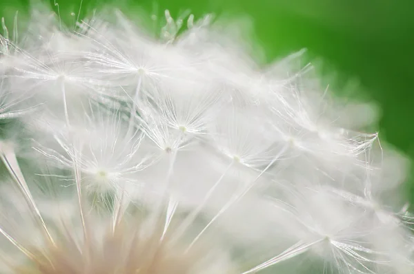 Closeup Dandelion Natural Macro Summer Background Soft Foc — Stock Photo, Image