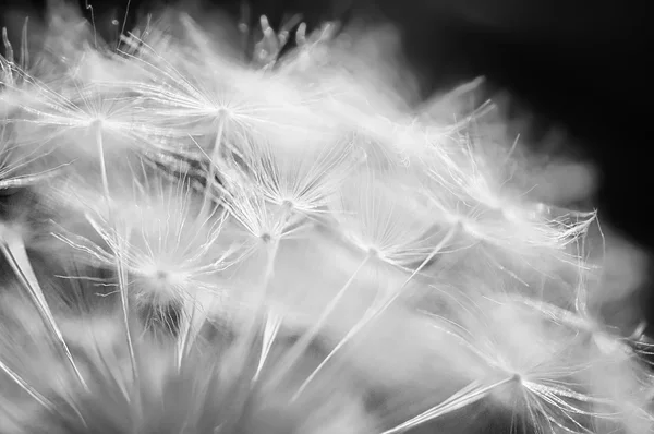 Closeup Dandelion Natural Macro Summer Background Soft Foc — Stock Photo, Image