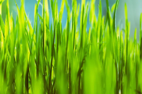 Closeup Taze Yeşil Çim Doğal Bahar Veya Yaz Arka Plan — Stok fotoğraf