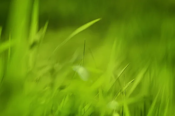 Closeup Taze Yeşil Çim Doğal Bahar Veya Yaz Arka Plan — Stok fotoğraf